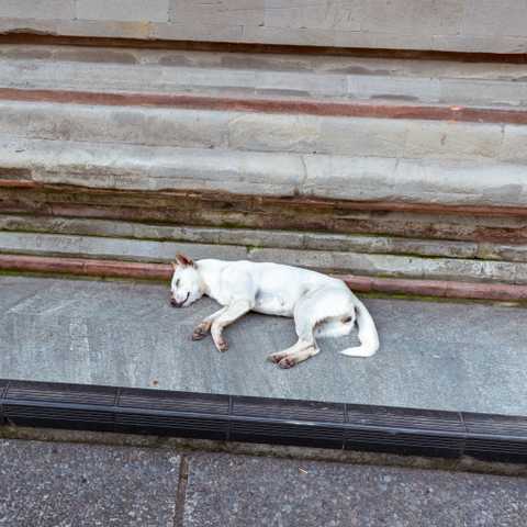 Sleeping dog in Tirta Empul, Bali, 2020
