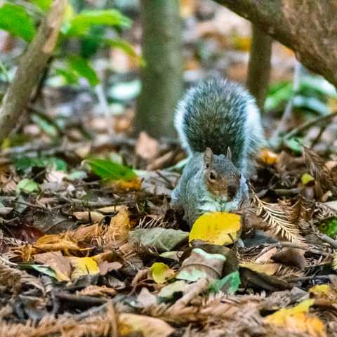 A squirrel in Botanic Gardens in autumn, surrounded by fallen leaves and bare tree trunks.