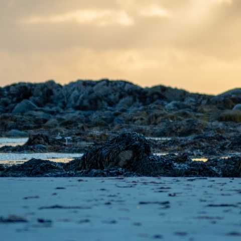 Seaweed-covered rocks at low tide at sunset on Benbecula.