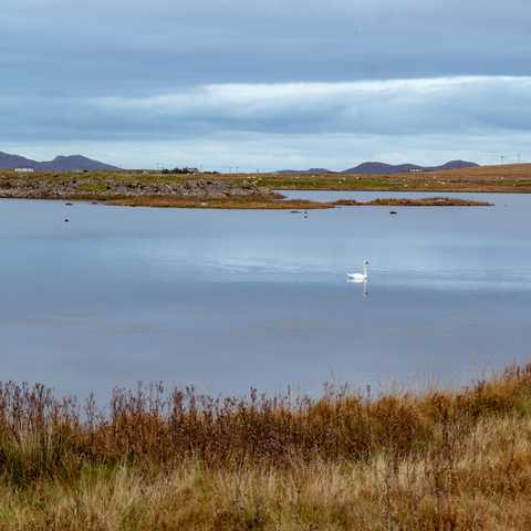 A single swan leisurely floating on a still loch on Benbecula. 