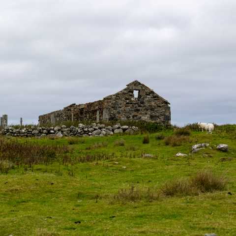 An old abandoned byre or barn on Benbecula, featuring some woollen friends. 